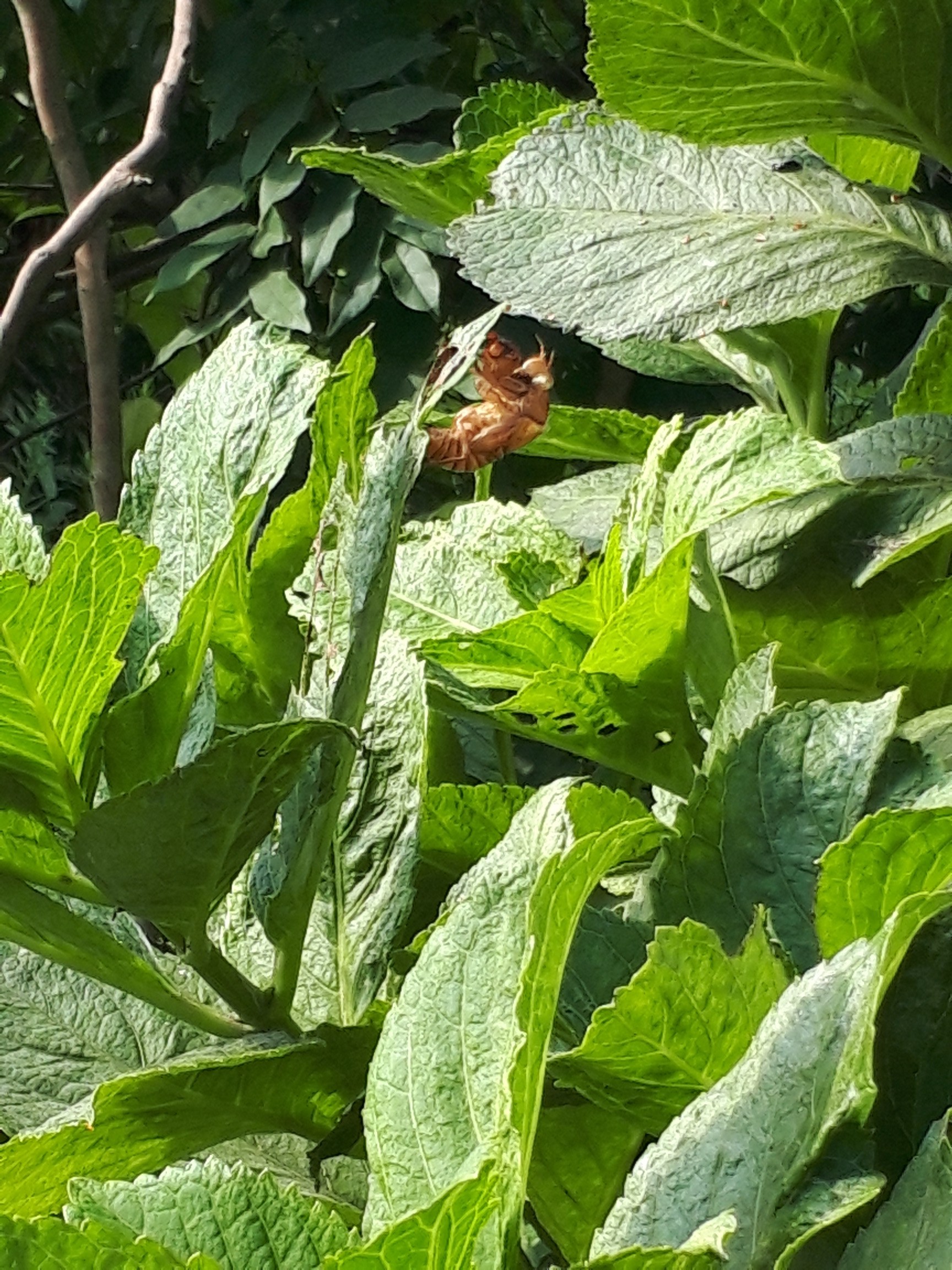 20190811_081737.jpg