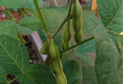 DSC_2158.jpg