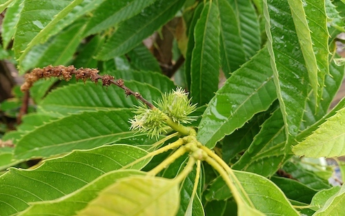 DSC_3341.jpg