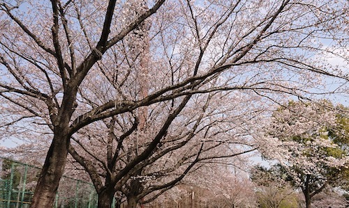DSC_9554.jpg