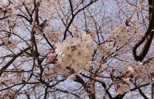 DSC_9557.jpg