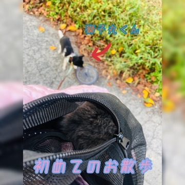 こは散歩1.png