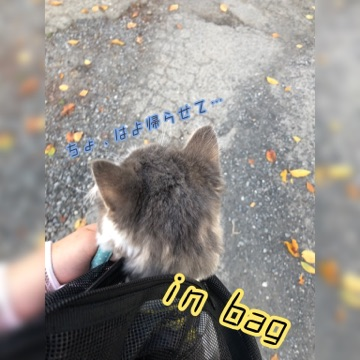 こは散歩2.png