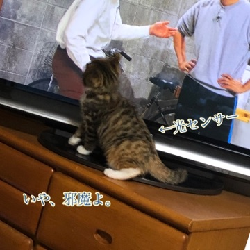 せんちゃ.png