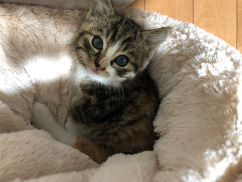 ねこちゃん.png