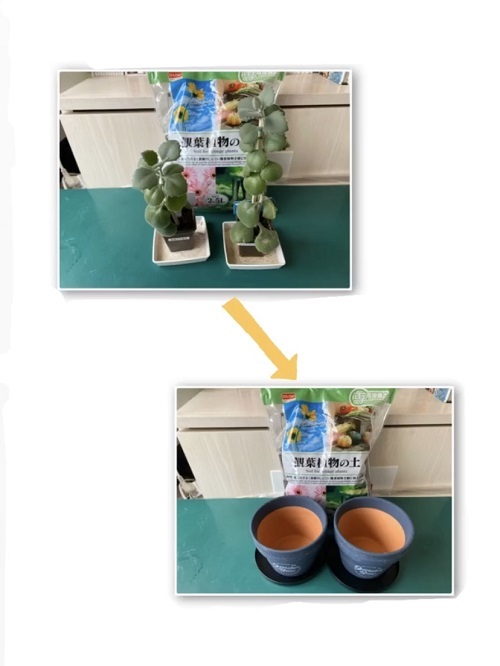 わくわく栽培キット2.jpg