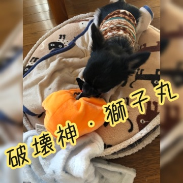 ハロウィン.png