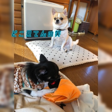 ハロウィン2.png
