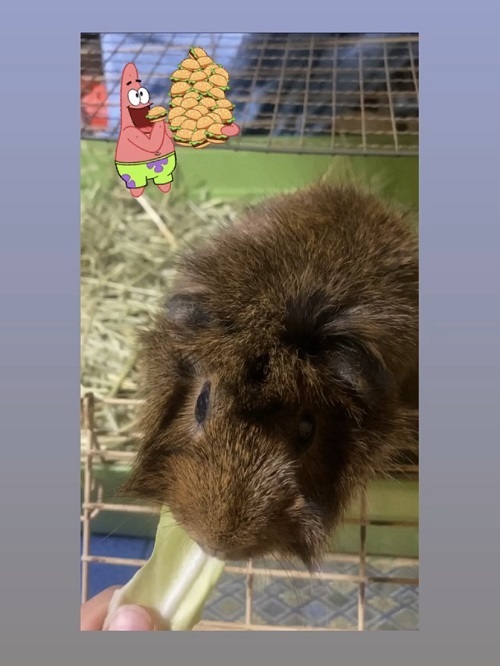 ボブんこ2.jpg