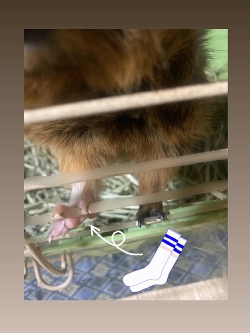 ボブんこ3.jpg