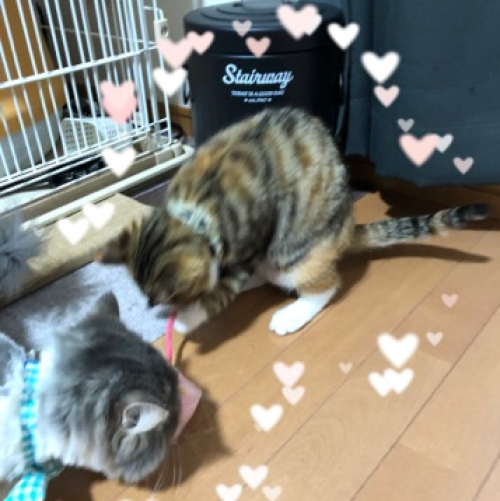 新おもちゃ.png