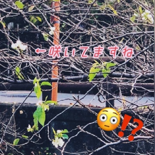 sakura1.png